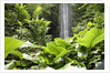 Waterfall in Rain Forest, Jurong Bird Park, Singapore by Anonymous