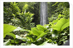 Waterfall in Rain Forest, Jurong Bird Park, Singapore by Anonymous