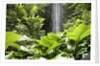 Waterfall in Rain Forest, Jurong Bird Park, Singapore by Anonymous