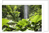 Waterfall in Rain Forest, Jurong Bird Park, Singapore by Anonymous