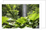 Waterfall in Rain Forest, Jurong Bird Park, Singapore by Anonymous