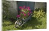 Pink Geraniums in a wheelbarrow by Anonymous