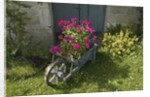 Pink Geraniums in a wheelbarrow by Anonymous