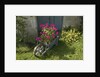Pink Geraniums in a wheelbarrow by Anonymous