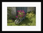 Pink Geraniums in a wheelbarrow by Anonymous
