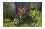 Pink Geraniums in a wheelbarrow by Anonymous