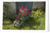 Pink Geraniums in a wheelbarrow by Anonymous
