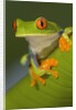 Red-Eyed Leaf Frog by Anonymous