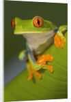 Red-Eyed Leaf Frog by Anonymous