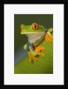 Red-Eyed Leaf Frog by Anonymous
