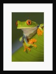 Red-Eyed Leaf Frog by Anonymous