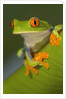 Red-Eyed Leaf Frog by Anonymous