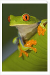 Red-Eyed Leaf Frog by Anonymous