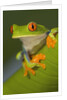 Red-Eyed Leaf Frog by Anonymous