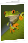 Red-Eyed Leaf Frog by Anonymous
