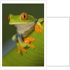 Red-Eyed Leaf Frog by Anonymous