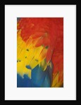 Scarlet Macaw Feathers by Anonymous