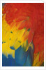 Scarlet Macaw Feathers by Anonymous