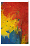 Scarlet Macaw Feathers by Anonymous