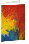 Scarlet Macaw Feathers by Anonymous
