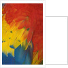 Scarlet Macaw Feathers by Anonymous