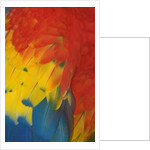 Scarlet Macaw Feathers by Anonymous