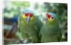 Red-Lored Amazon Parrots by Anonymous