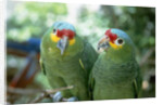 Red-Lored Amazon Parrots by Anonymous