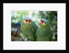 Red-Lored Amazon Parrots by Anonymous