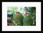 Red-Lored Amazon Parrots by Anonymous