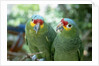 Red-Lored Amazon Parrots by Anonymous