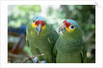 Red-Lored Amazon Parrots by Anonymous