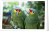 Red-Lored Amazon Parrots by Anonymous