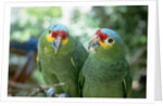 Red-Lored Amazon Parrots by Anonymous
