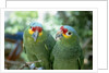 Red-Lored Amazon Parrots by Anonymous