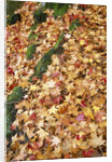 Leaves in Fall Color in Park by Anonymous
