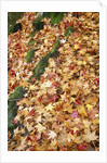 Leaves in Fall Color in Park by Anonymous
