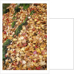 Leaves in Fall Color in Park by Anonymous