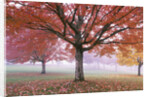 Fall Foliage in Fog by Anonymous