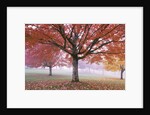 Fall Foliage in Fog by Anonymous