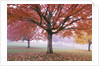 Fall Foliage in Fog by Anonymous