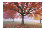 Fall Foliage in Fog by Anonymous