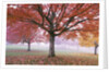 Fall Foliage in Fog by Anonymous