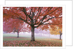 Fall Foliage in Fog by Anonymous