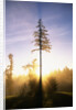 Fog at Sunrise by Anonymous