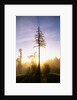 Fog at Sunrise by Anonymous