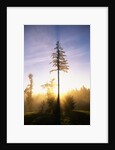 Fog at Sunrise by Anonymous