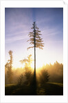 Fog at Sunrise by Anonymous