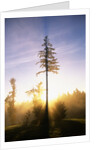 Fog at Sunrise by Anonymous