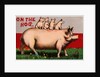 On the Hog Postcard by Anonymous